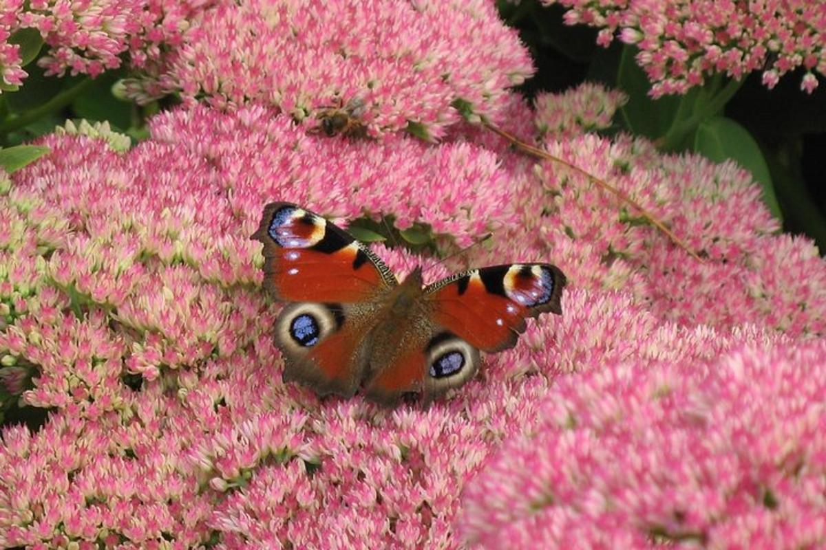 a butterfly is sitting on a pink flower