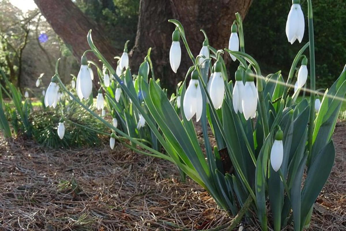 a bunch of white flowers in a garden