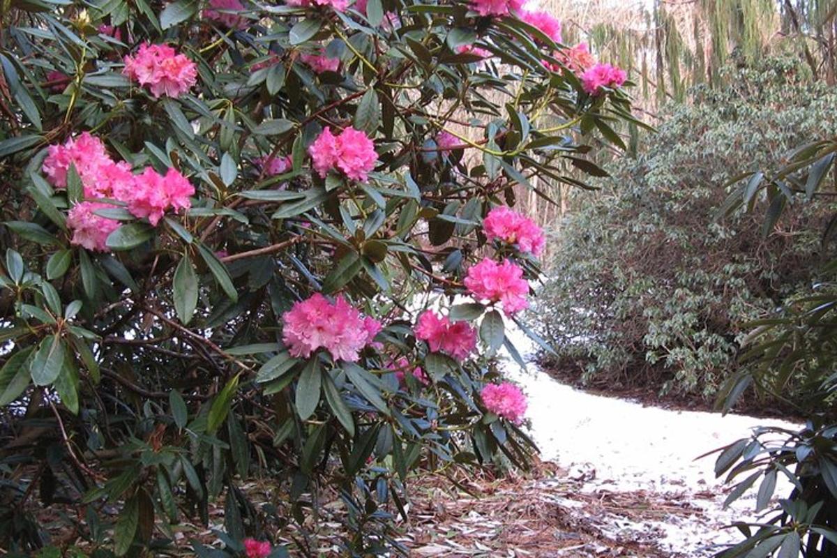 a bush with pink flowers in a garden