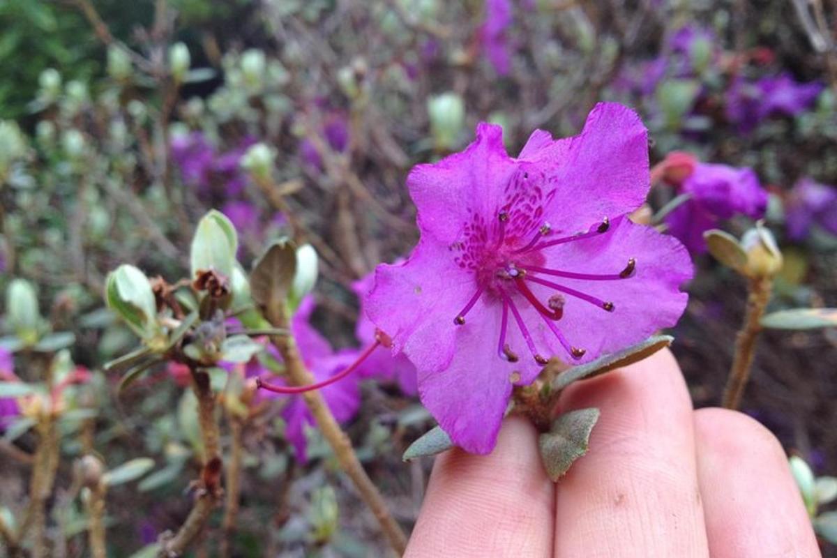 a person holding a pink flower in their hand