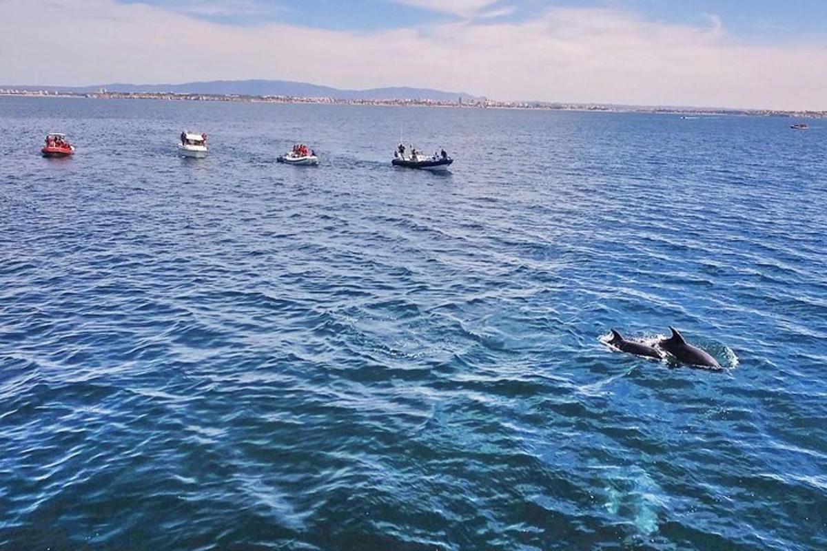 a dolphin swimming in the water next to boats