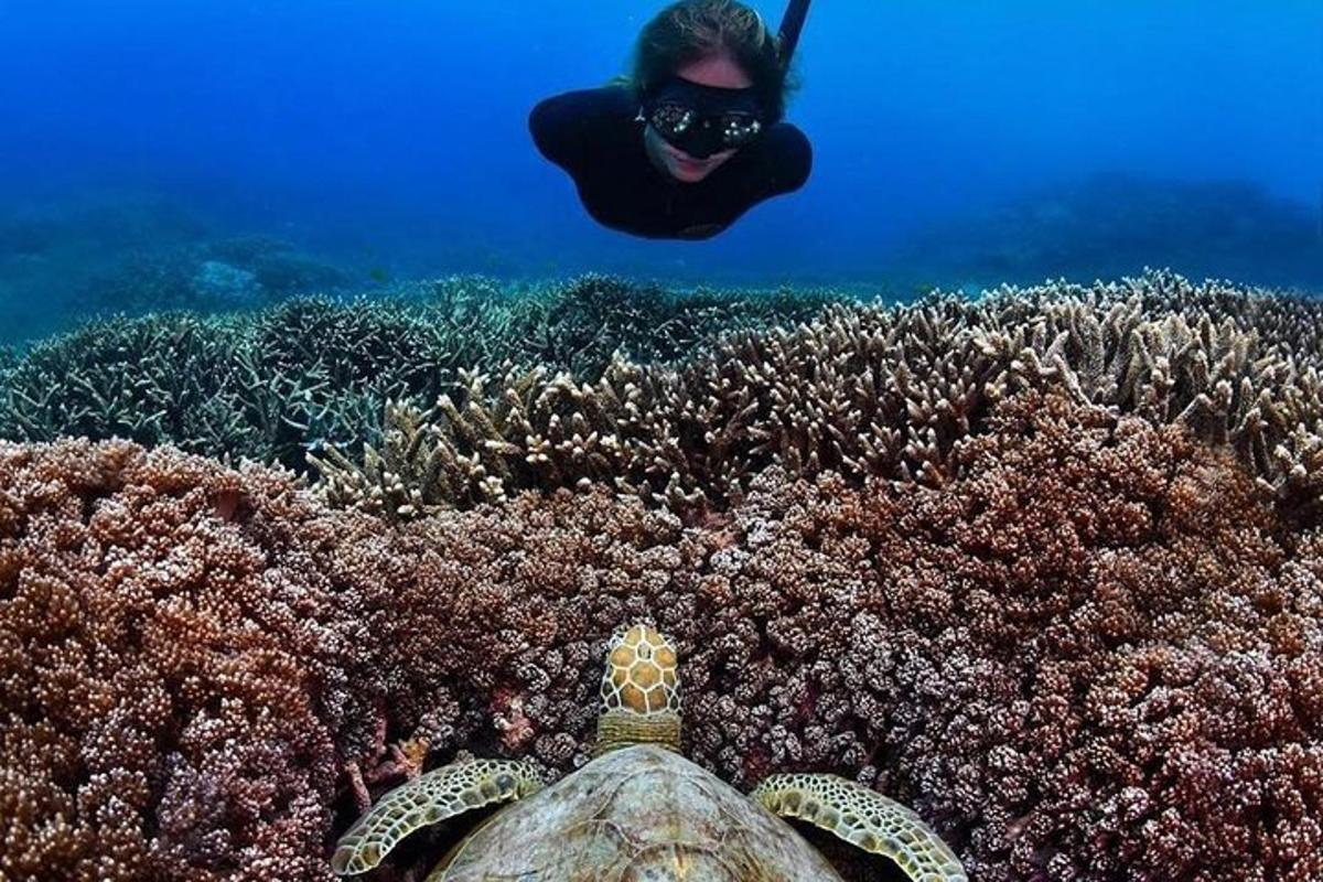 a diver swimming over a coral reef