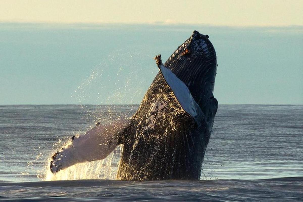 ein Delphin im Wasser mit einem Messer im Maul