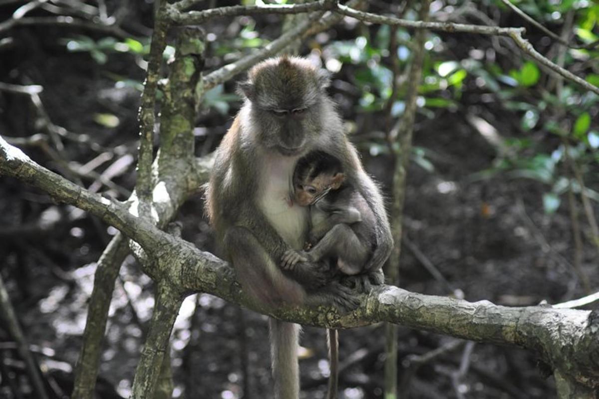 a monkey and its baby sitting on a tree branch
