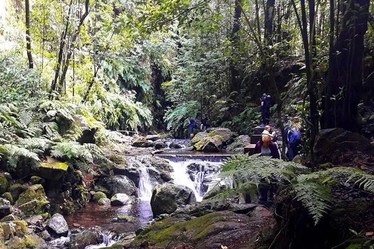 un gruppo di persone in piedi vicino a una cascata in una foresta