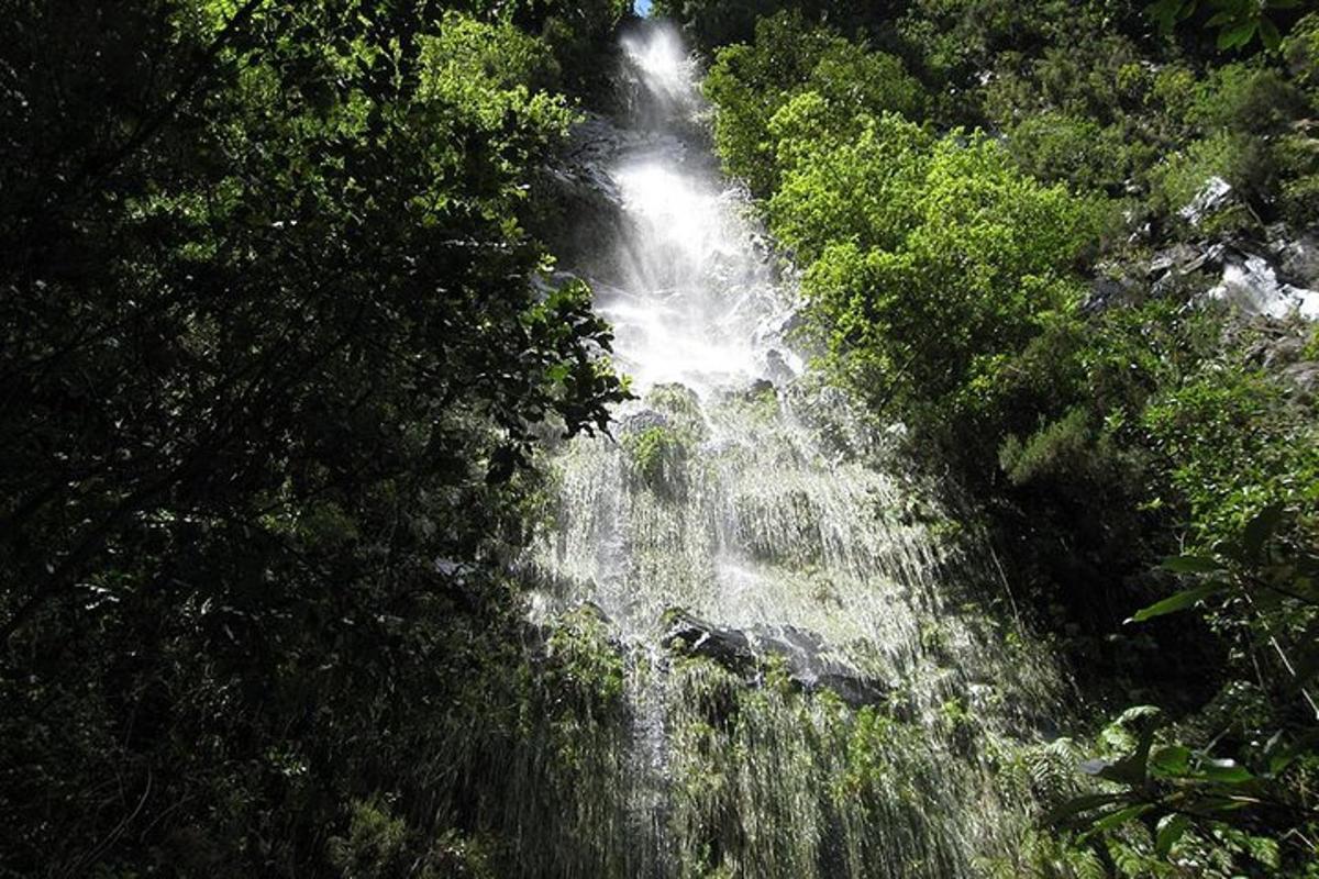 una cascata in mezzo a una foresta con alberi
