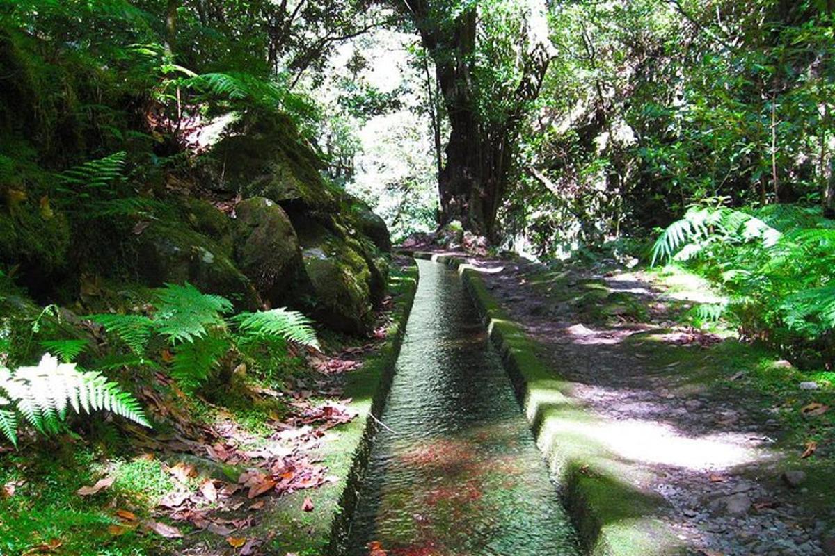 un sentiero in mezzo a una foresta con alberi