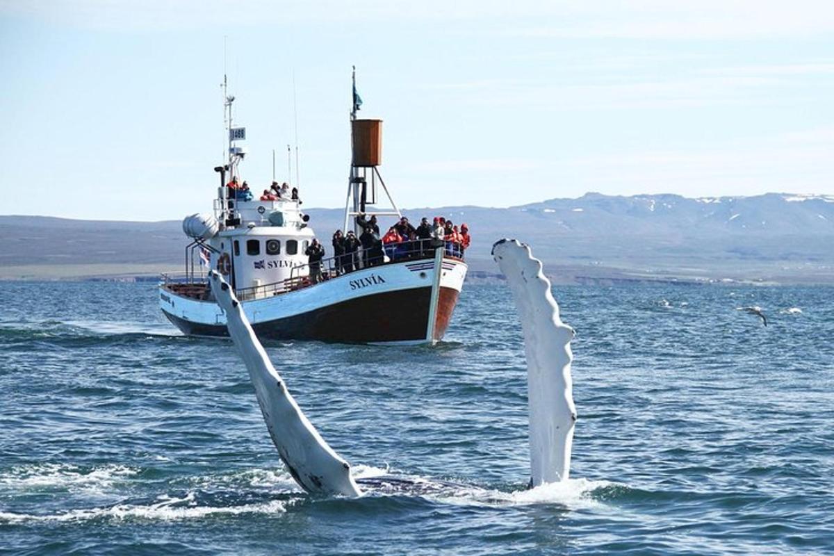 a boat with a whale sticking out of the water