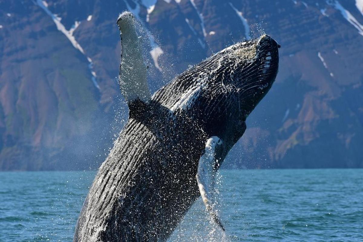 a humpback whale jumping out of the water