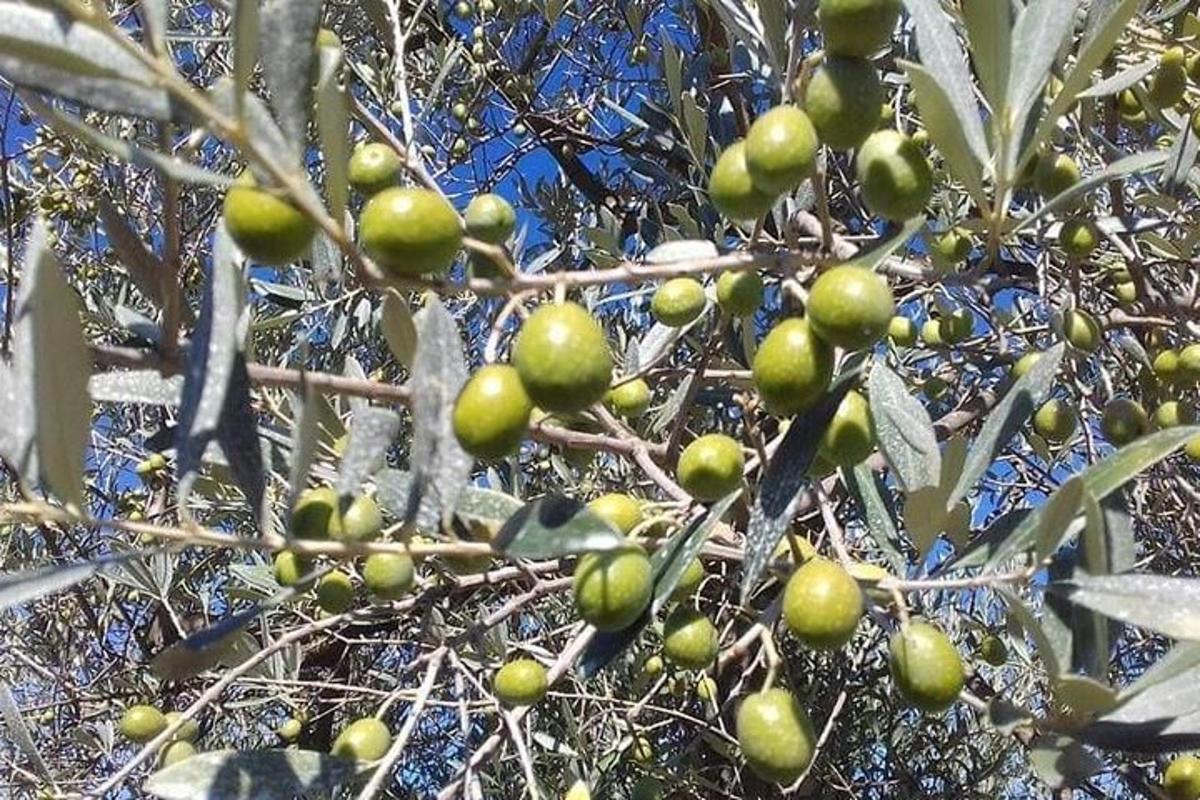 a tree with lots of green fruits on it