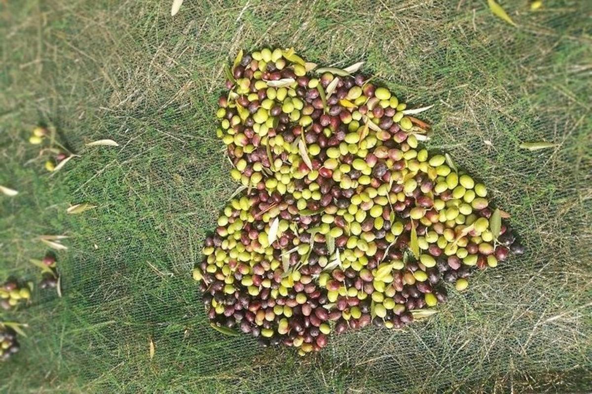 a group of fruit laying on the grass