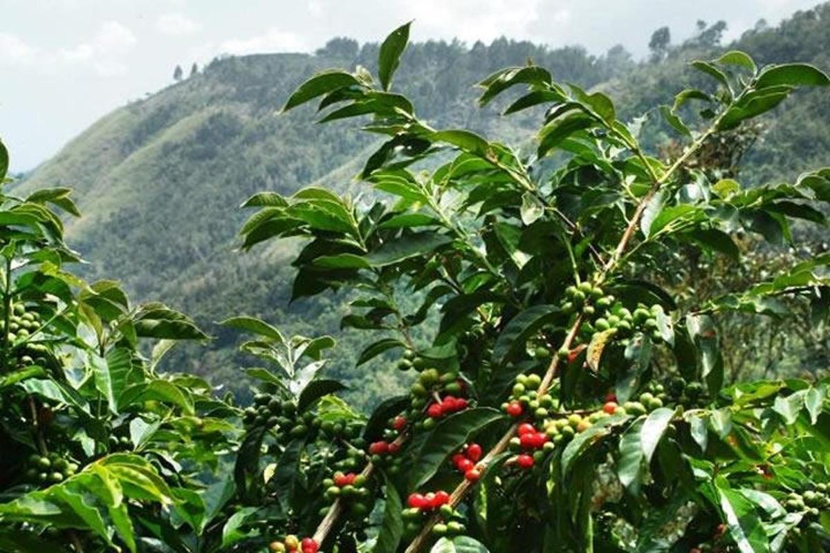 un albero con bacche rosse di fronte a una montagna
