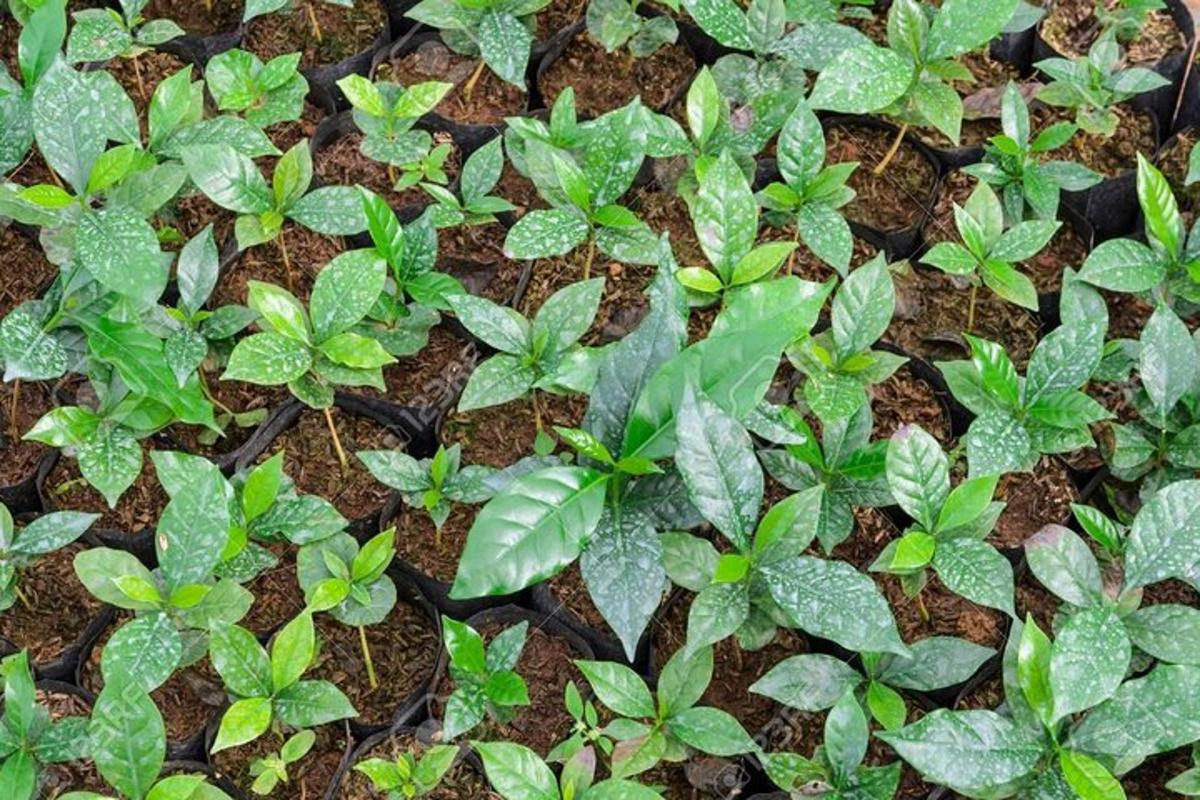 un gruppo di piante verdi sul terreno