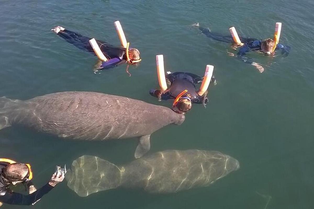 a group of people swimming in the water with a turtle