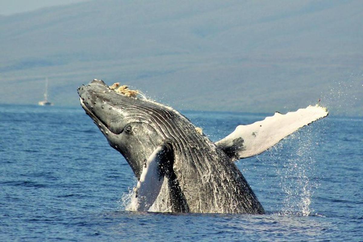 a dolphin with its arm out in the water