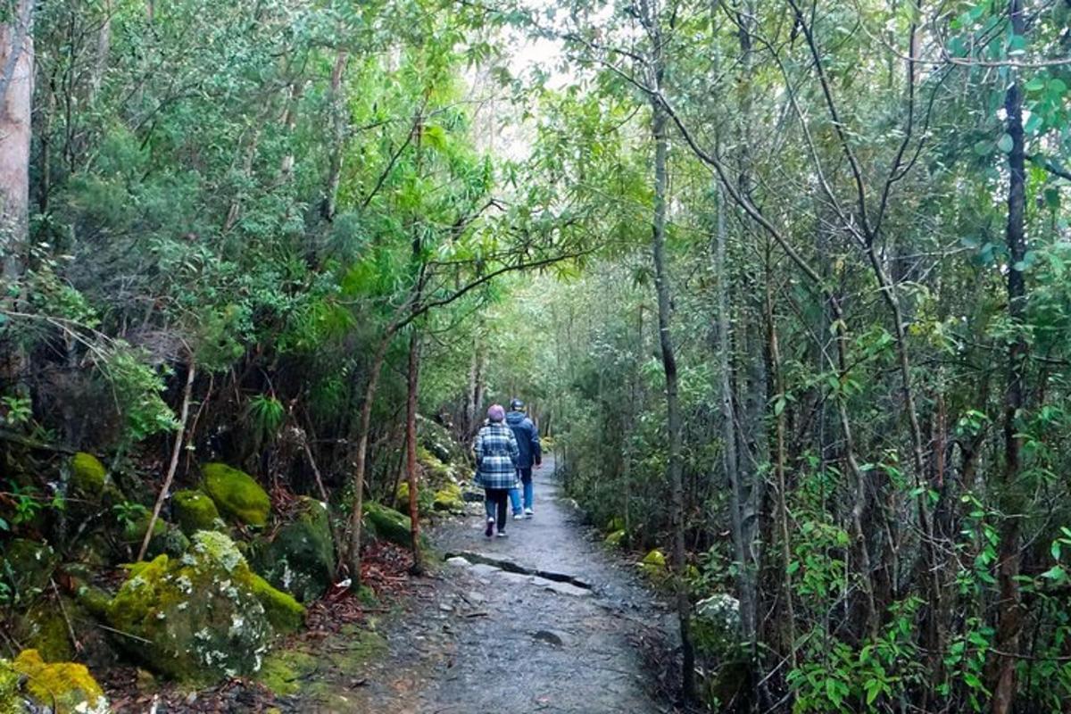 Dos personas caminando por un sendero en el bosque
