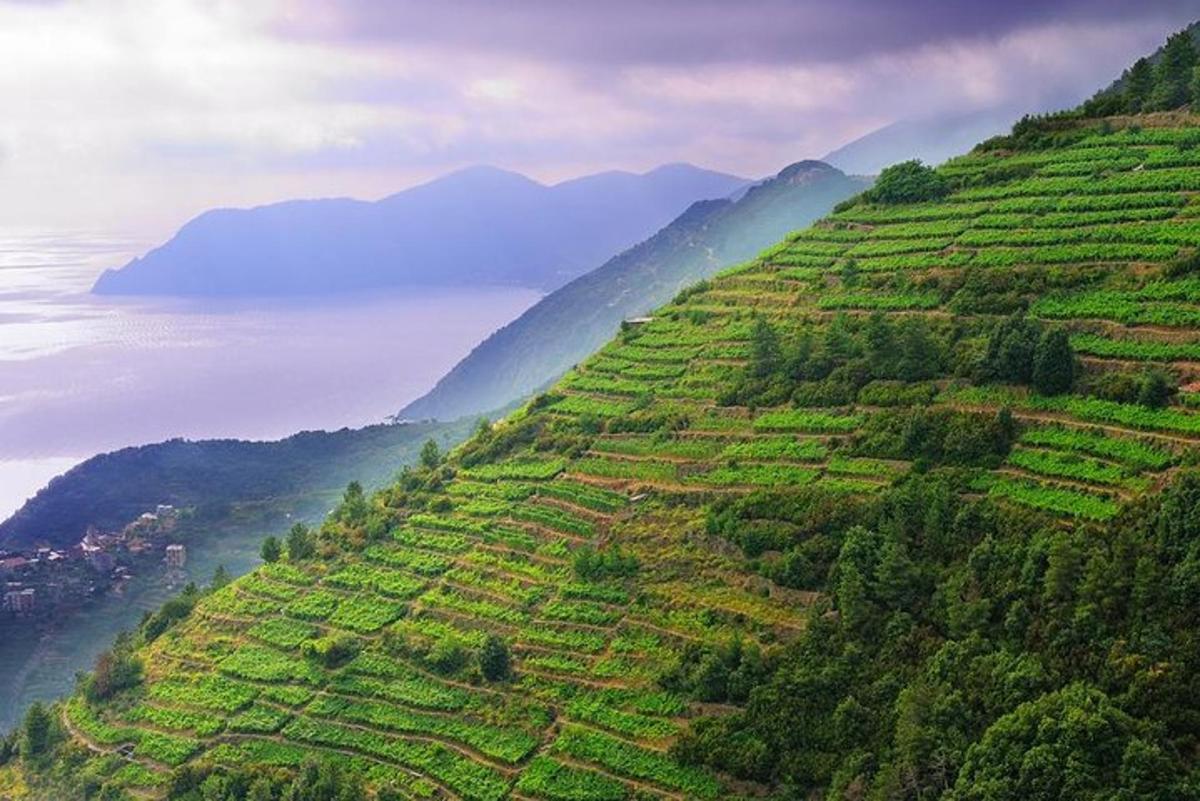 a view of a hillside with green crops on it