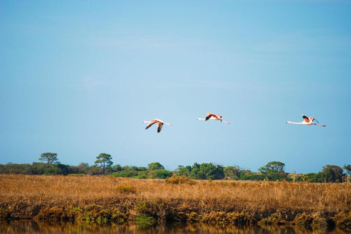 two birds flying in the sky over a field