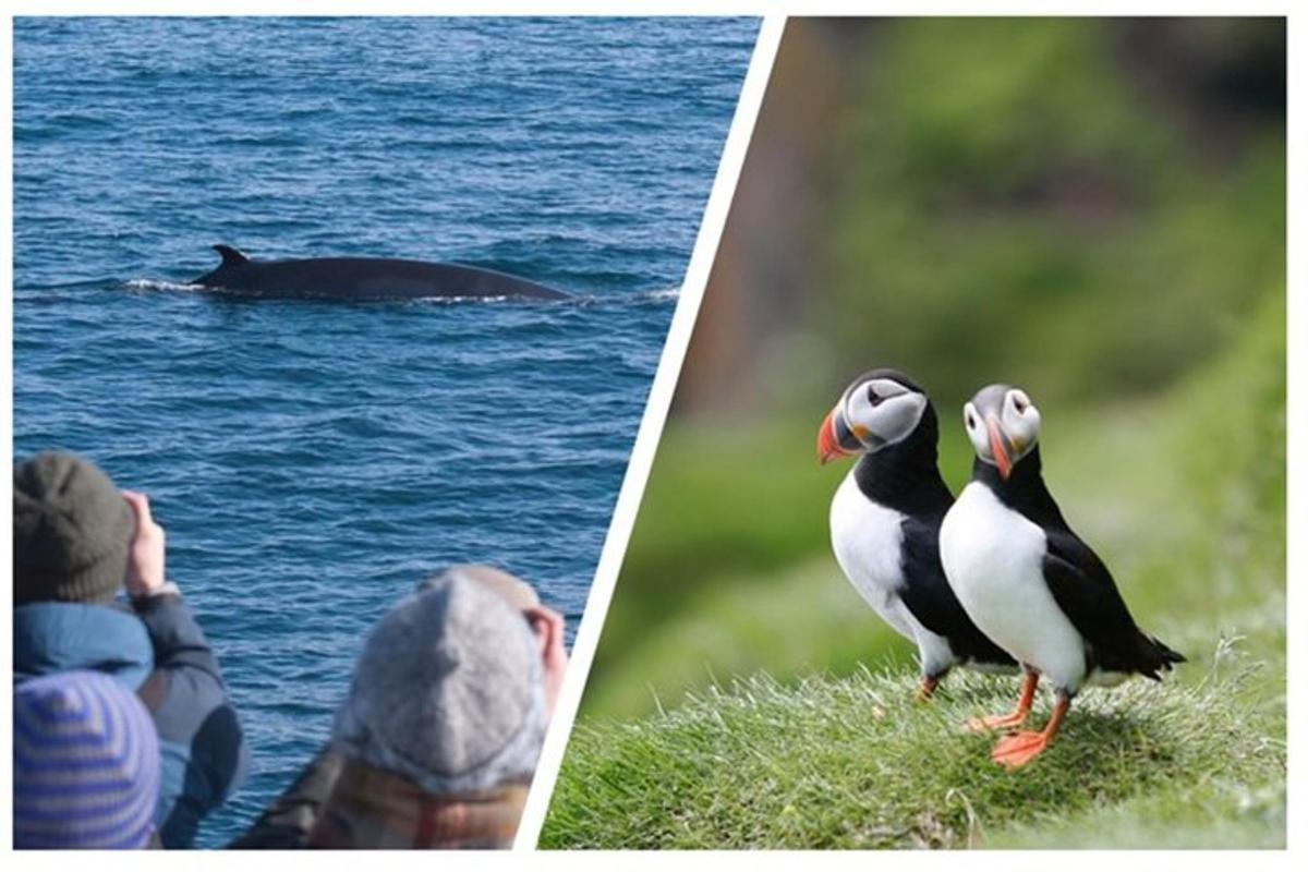 Dos imágenes de un pingüino y un hombre mirando una ballena.