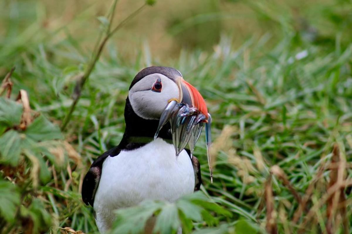 Un pingüino está sentado en la hierba.