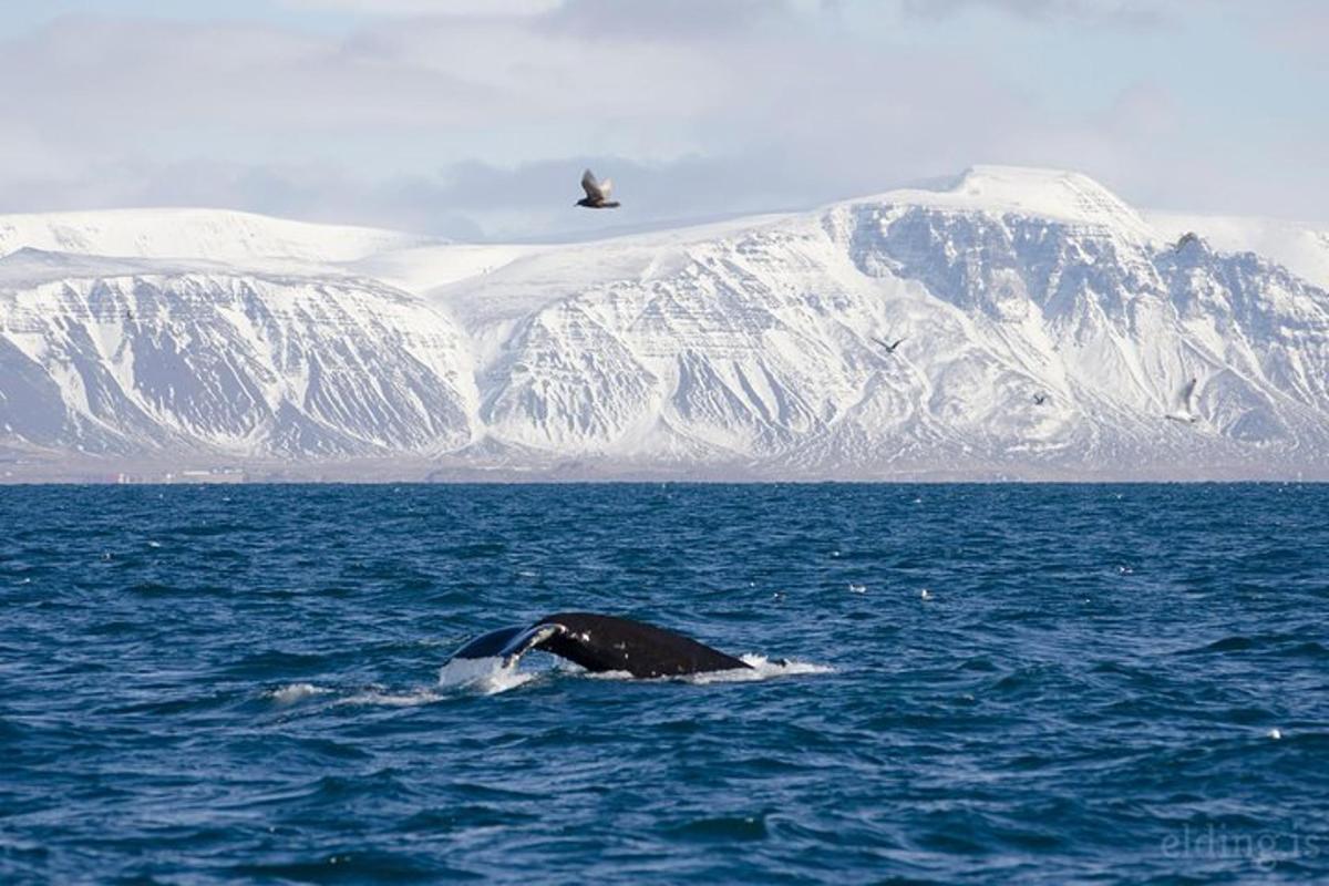 Una ballena en el agua con montañas al fondo.