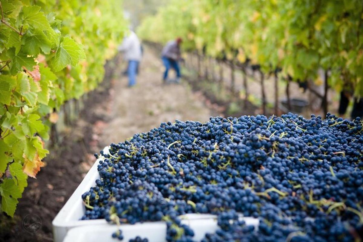 Dos personas caminando en un viñedo con uvas azules.