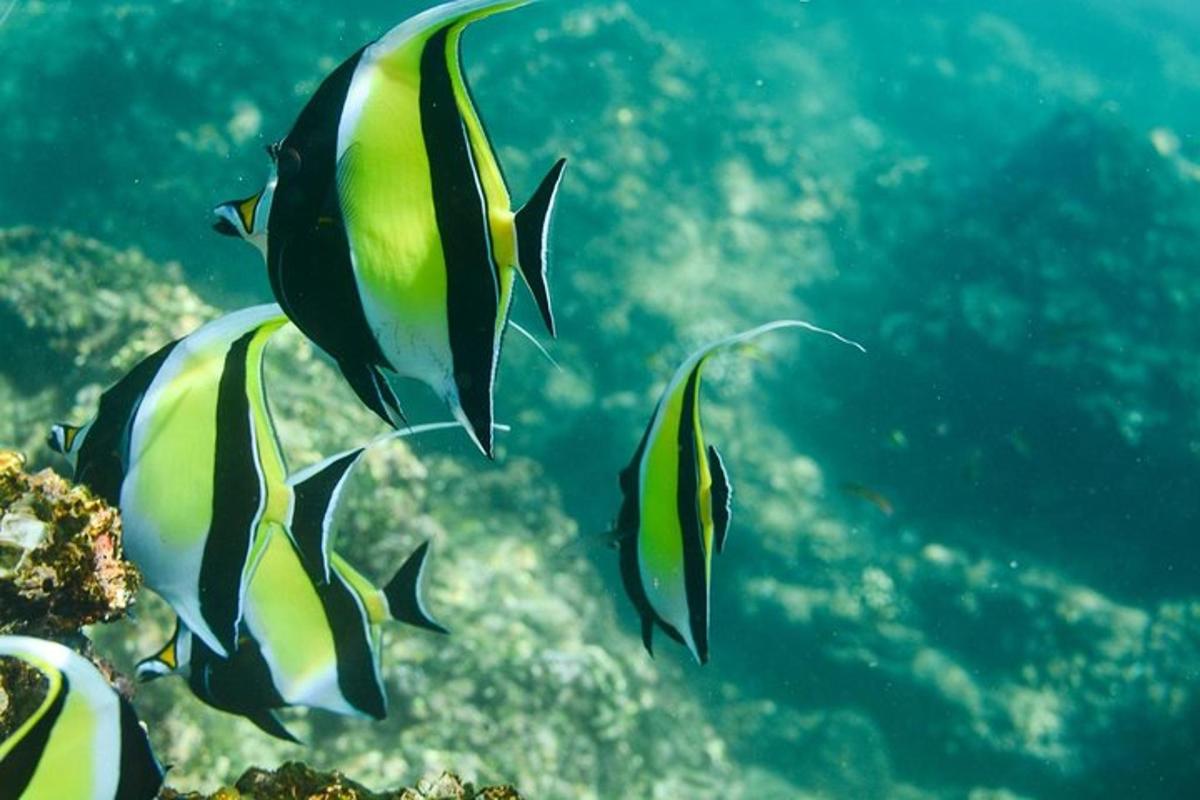 a group of fish swimming in the ocean