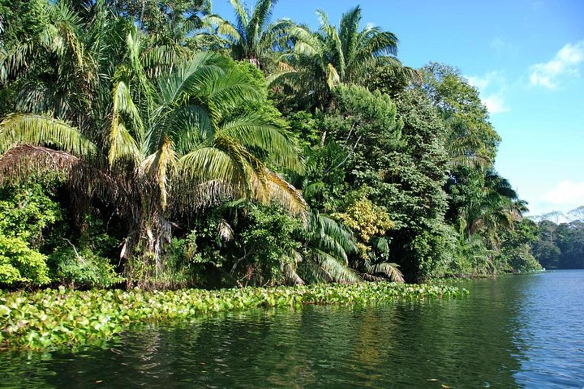 skupina palm ob strani vodnega telesa