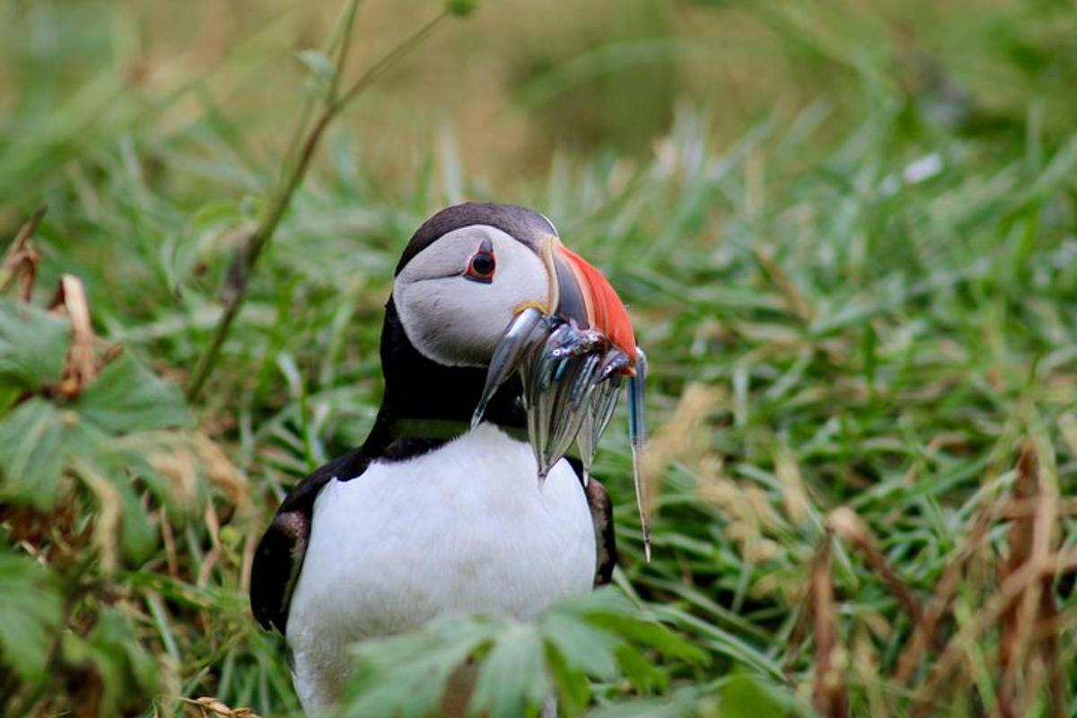 un pinguino è seduto sull'erba