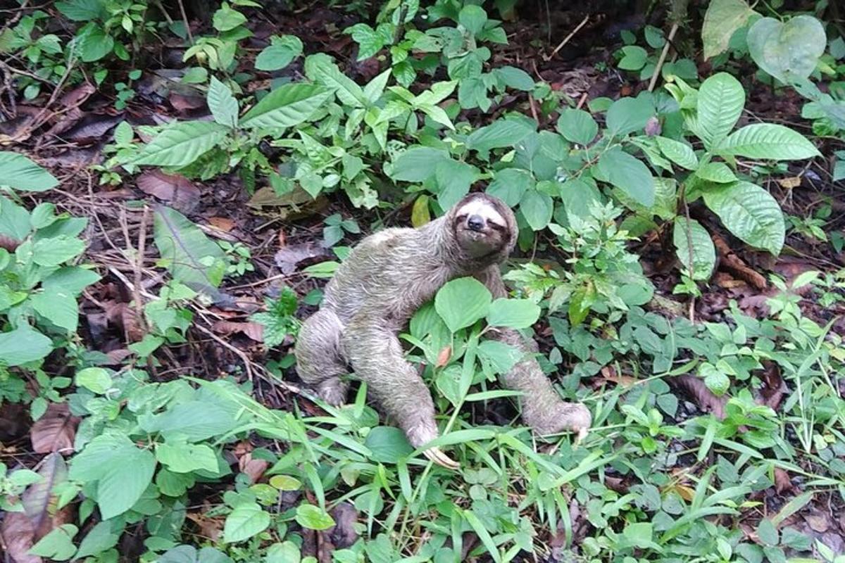 a monkey sitting on the ground in the grass