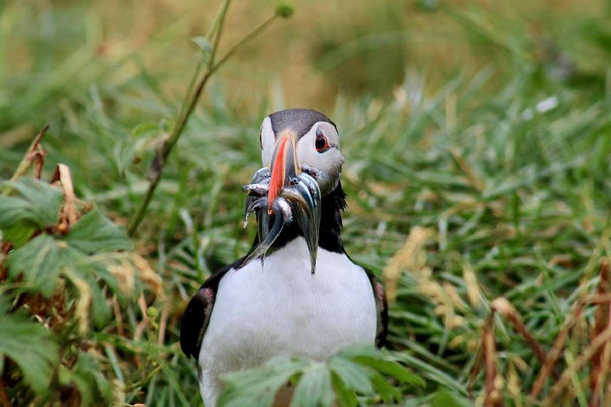 un uccello seduto nell'erba con un lungo becco