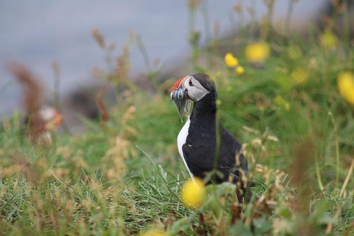 un uccello bianco e nero in piedi nell'erba