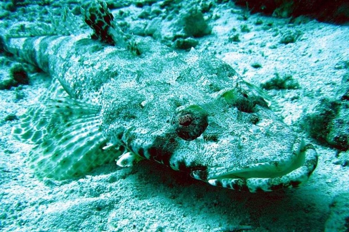 un pesce sdraiato nella sabbia dell'oceano