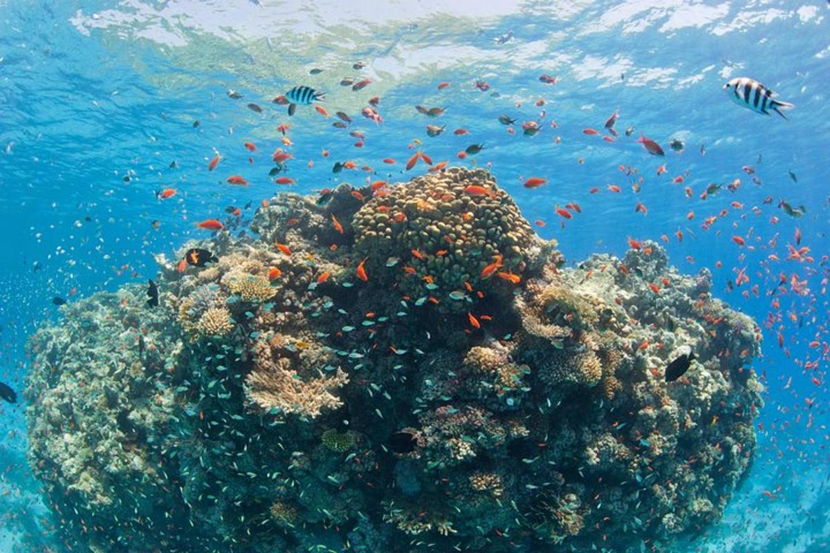 海洋中充满鱼类的珊瑚礁