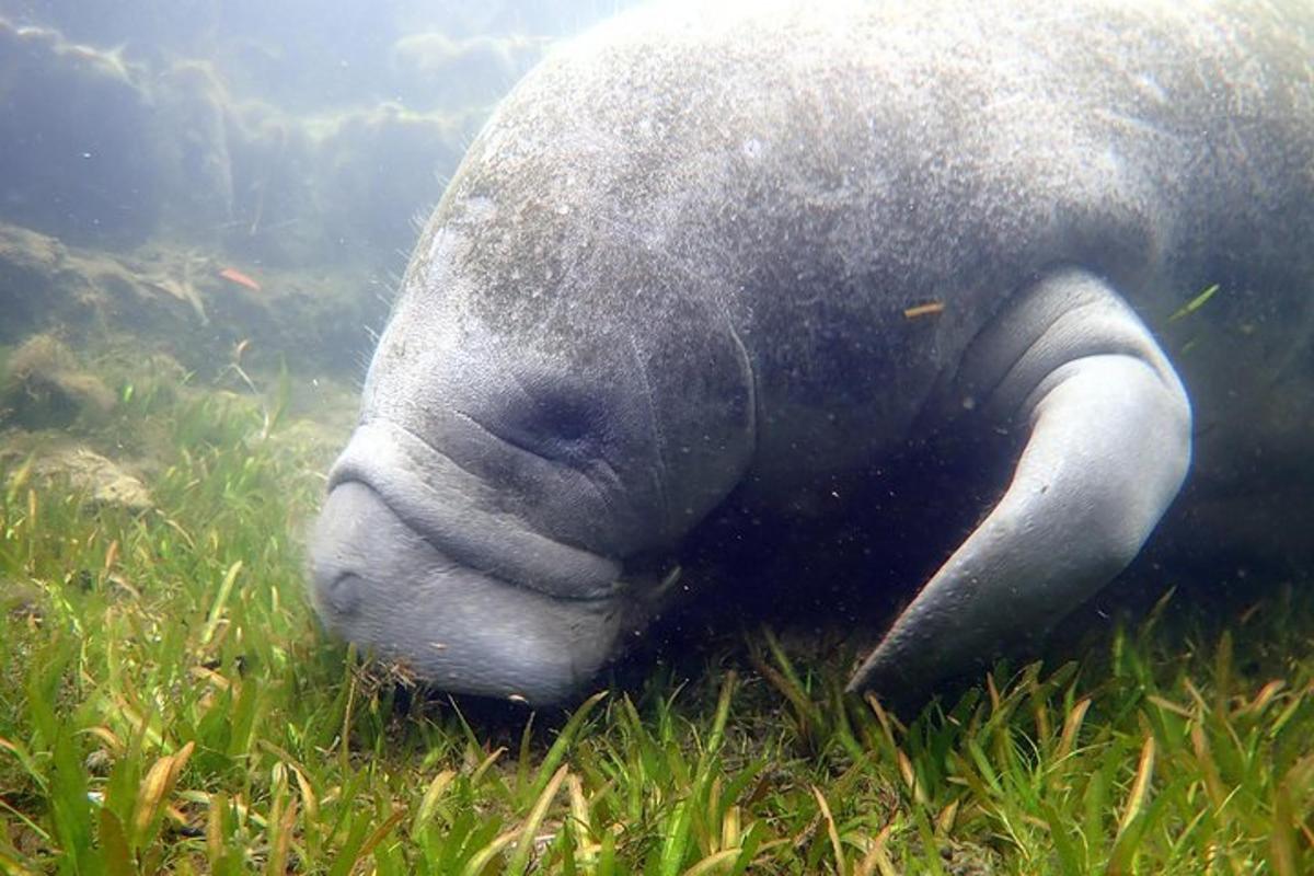 a seal laying in the grass in the water