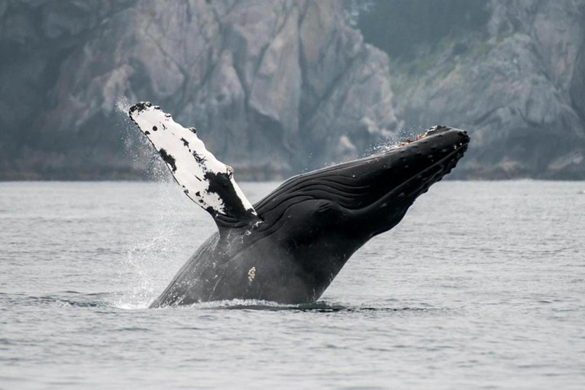 a whale in the water with its arm outstretched