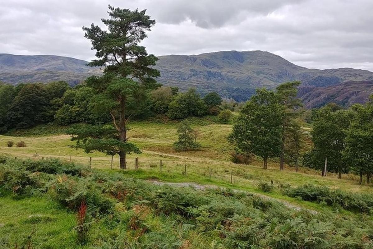 a tree in a field with mountains in the background