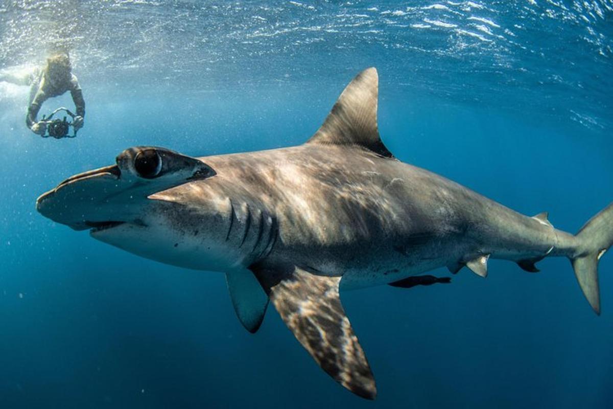 ein Mann, der neben einem Hai im Ozean schwimmt