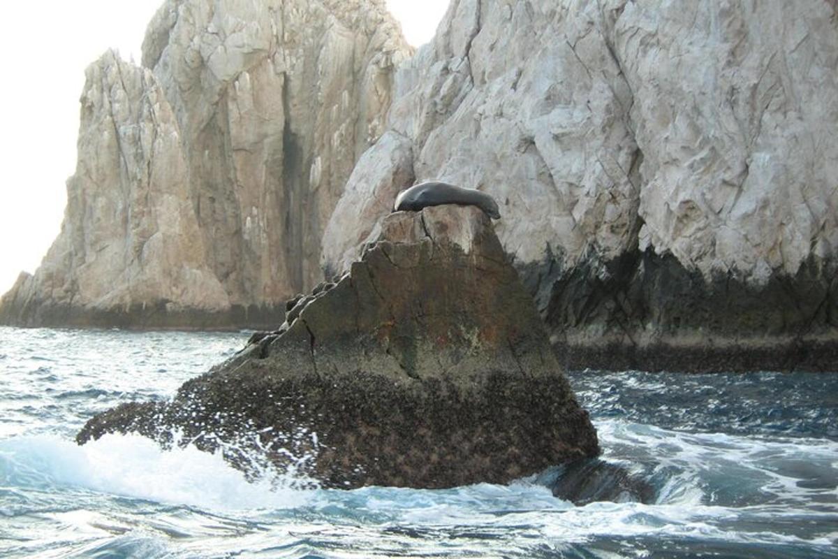 seekor burung duduk di atas batu di dalam air