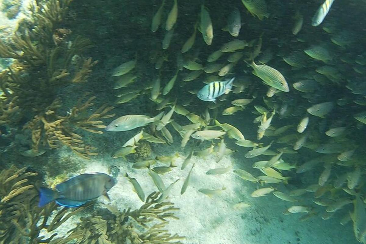 a group of fish in a coral reef