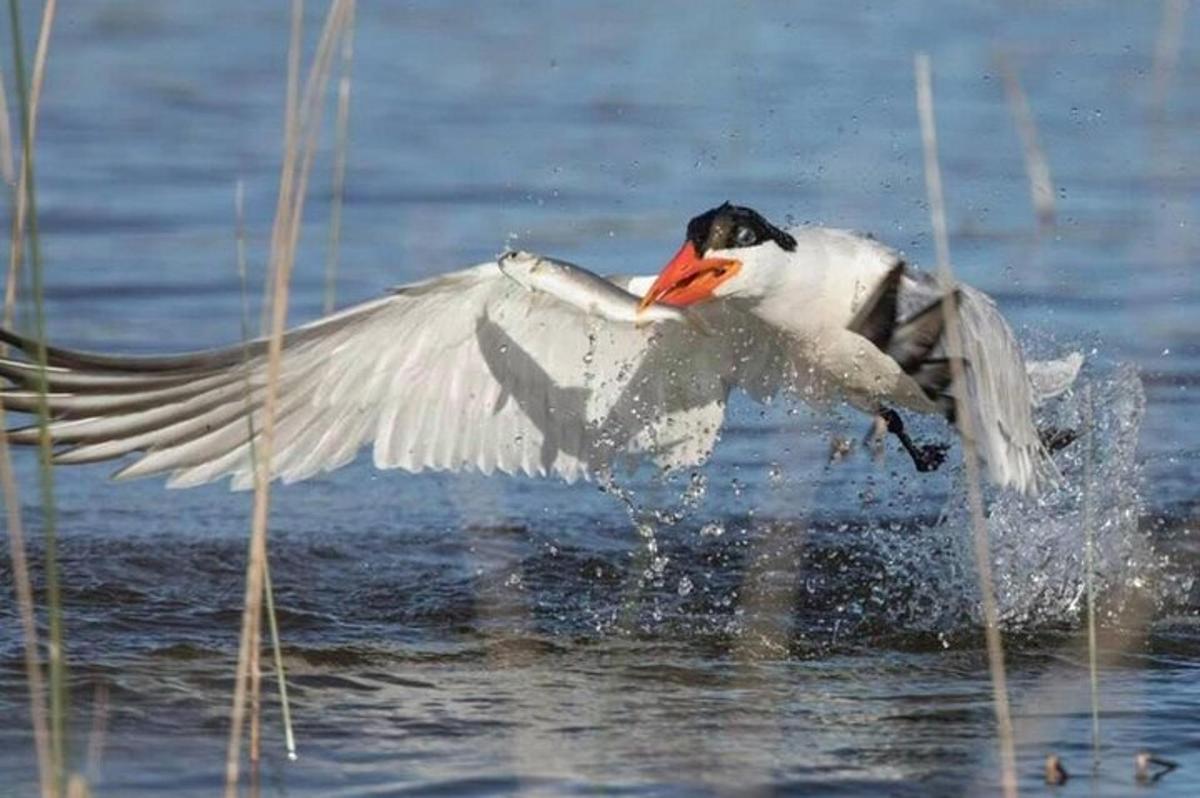 a bird with its wings out in the water
