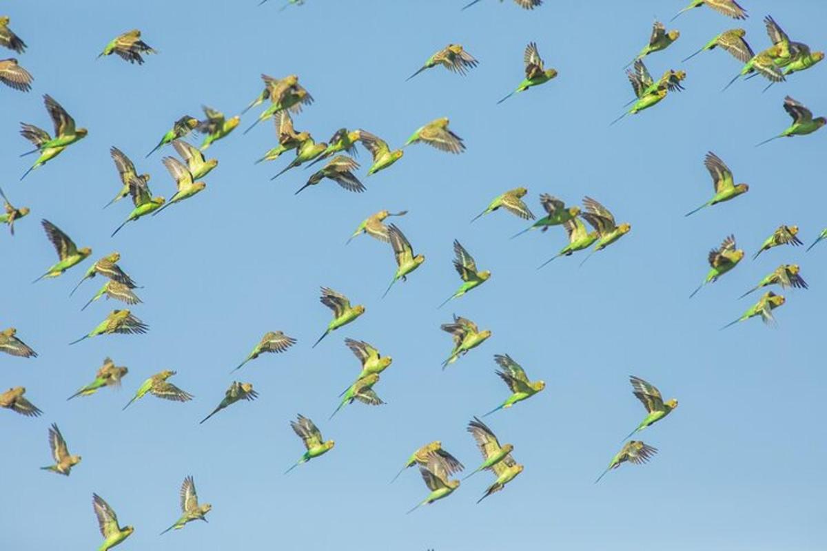 a flock of birds flying in the sky