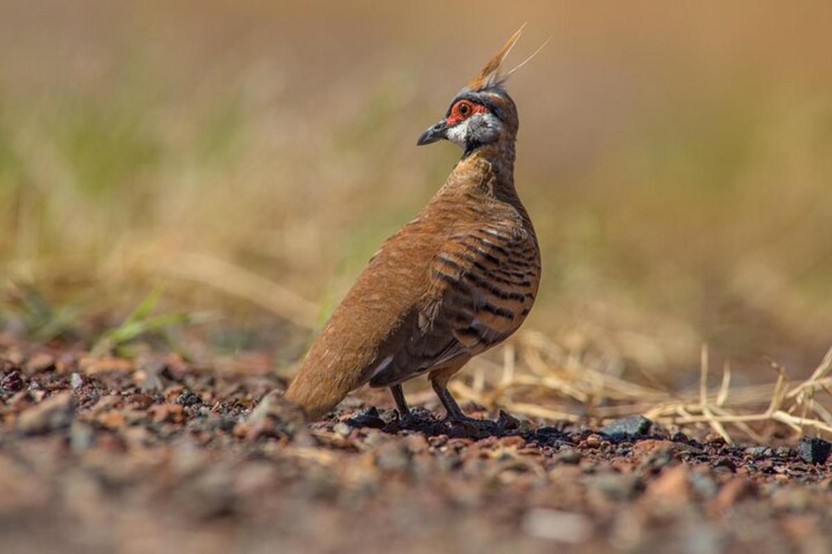 a brown bird standing on the ground