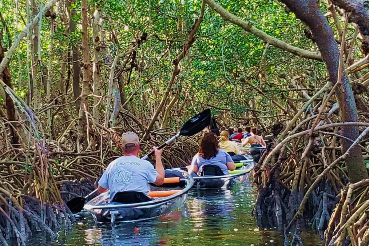 sekumpulan orang berkayak melalui hutan bakau
