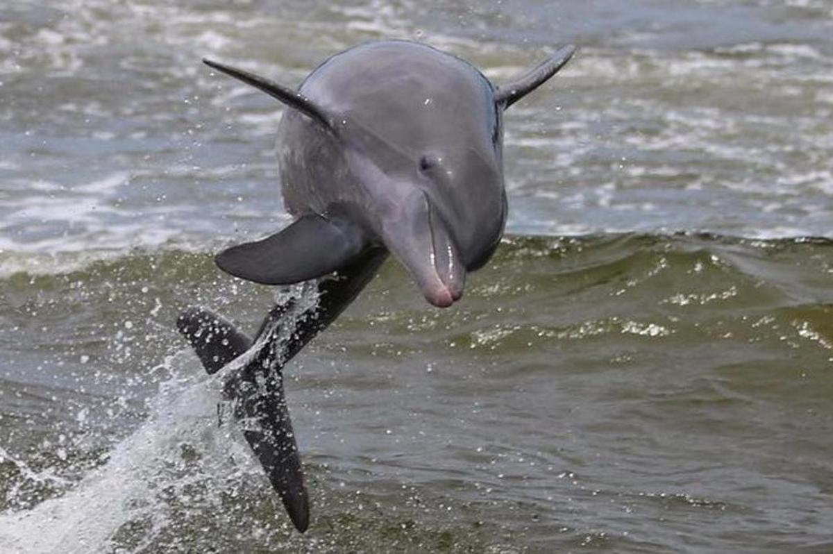a dolphin jumping out of the water