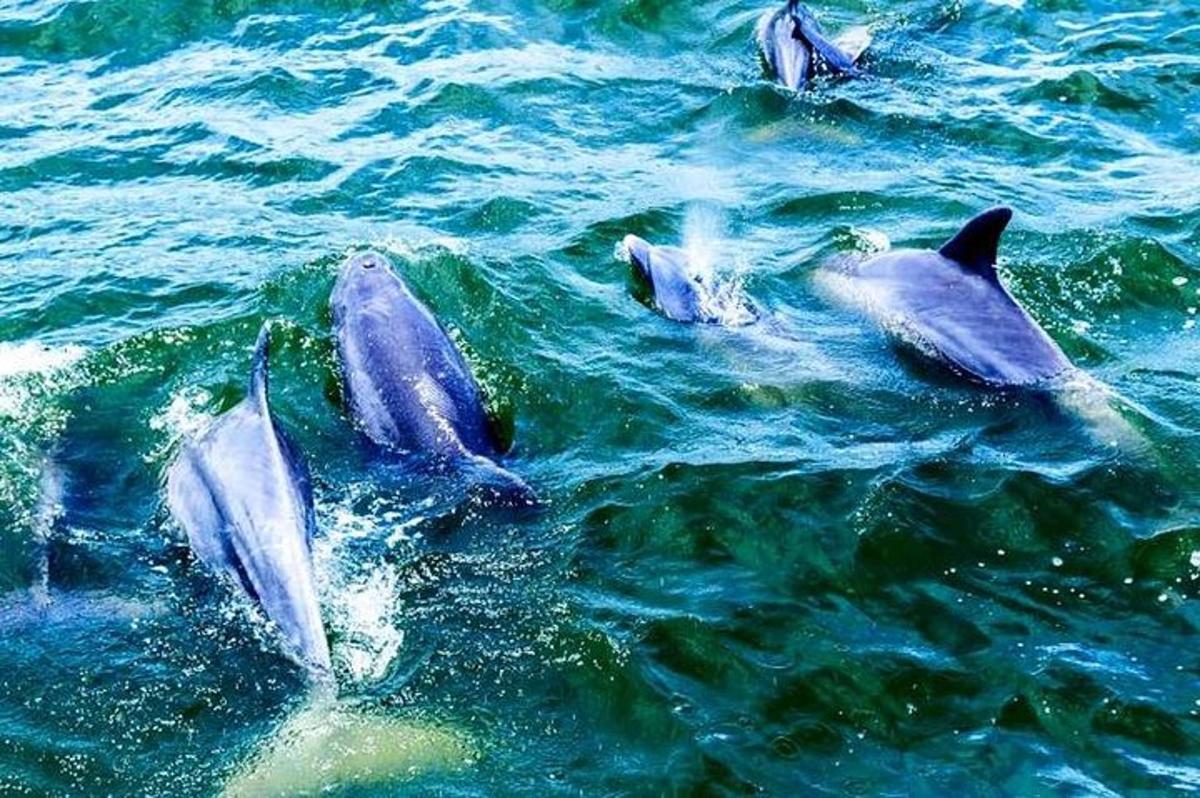 a group of dolphins swimming in the water