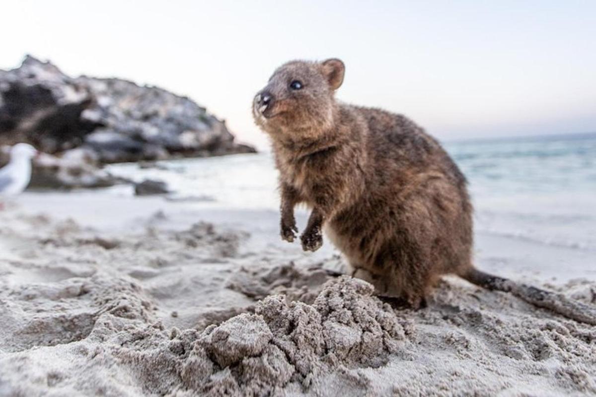 Ein Bärenbaby steht an einem Strand