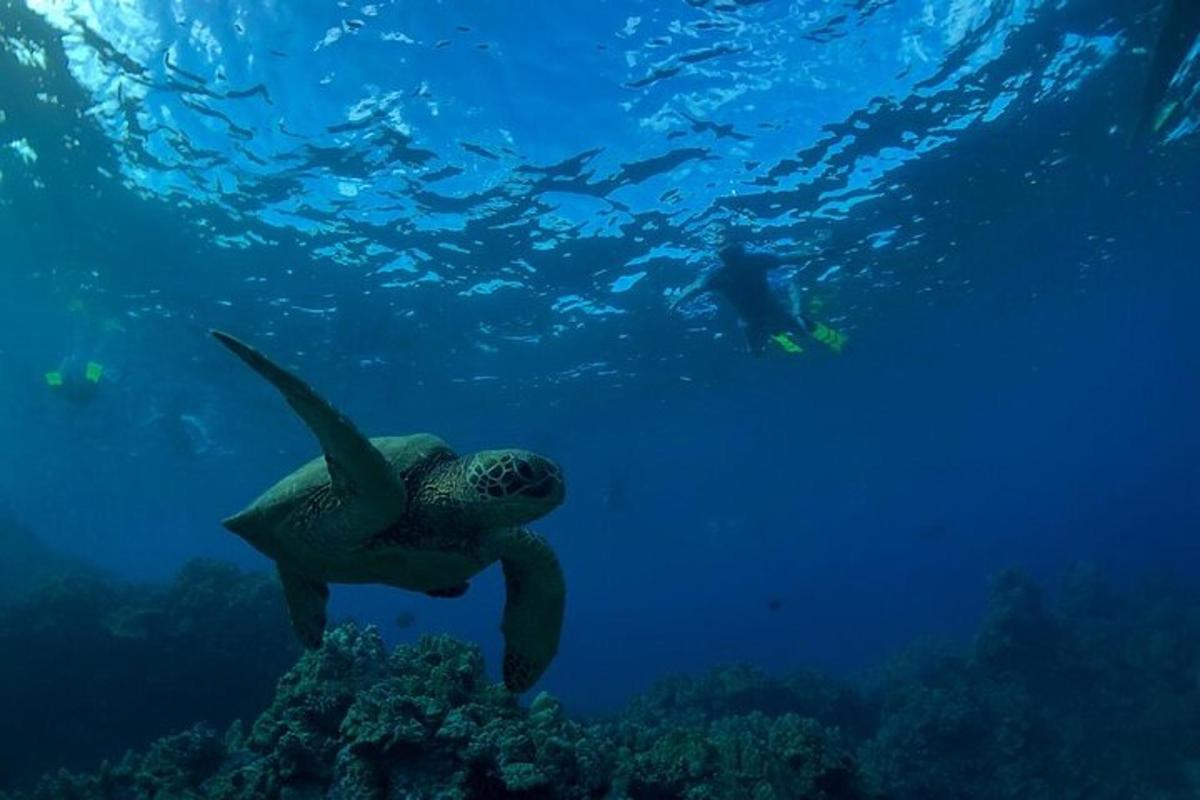 seekor penyu hijau berenang di lautan