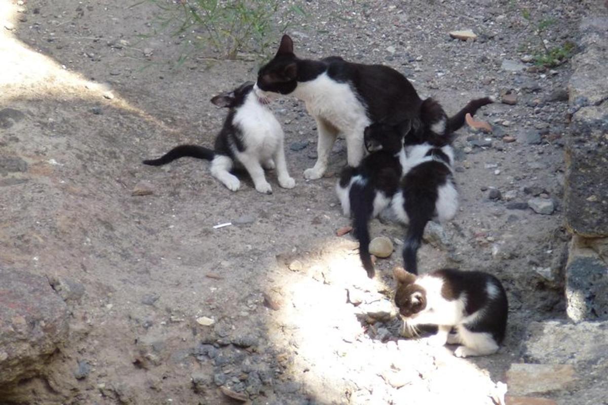 skupina treh mačk, ki sedijo na tleh