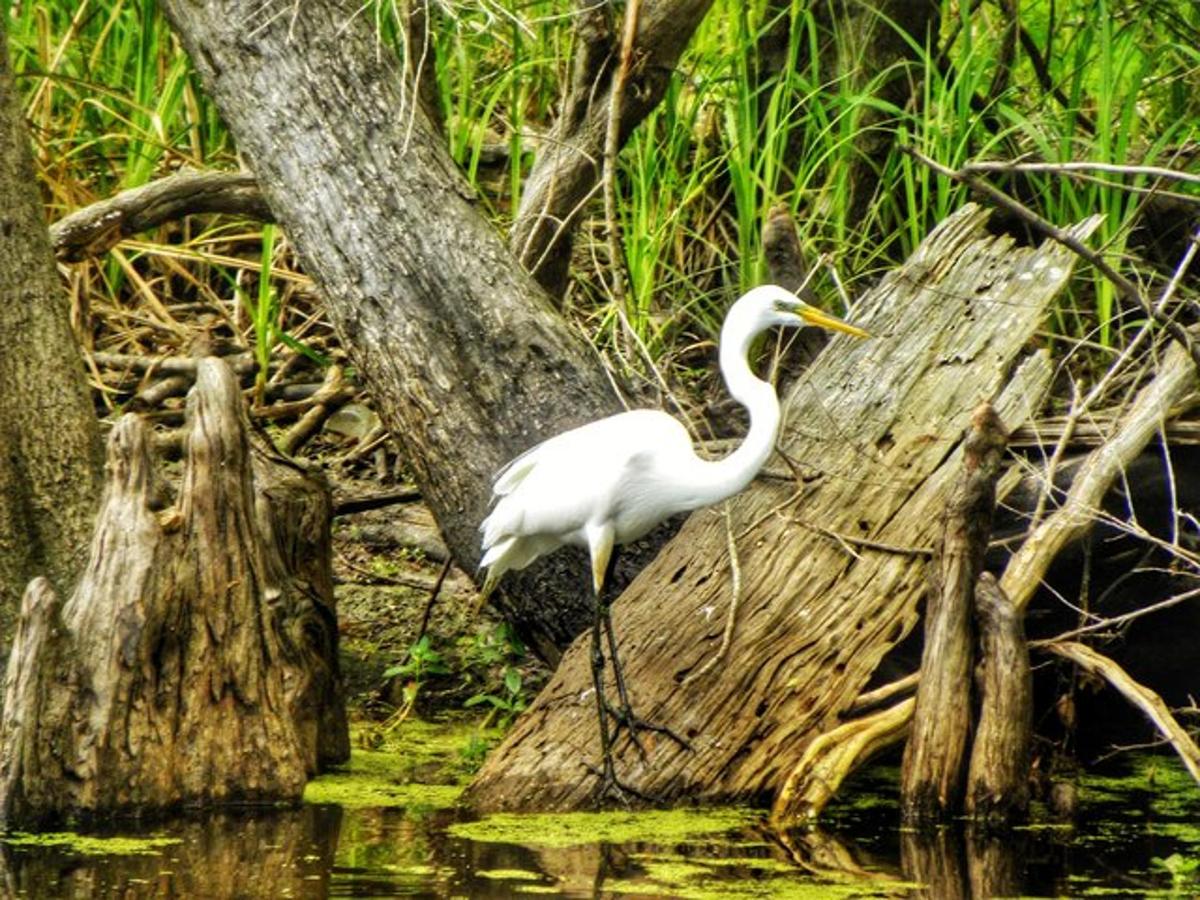 a white bird standing on a stump in the water